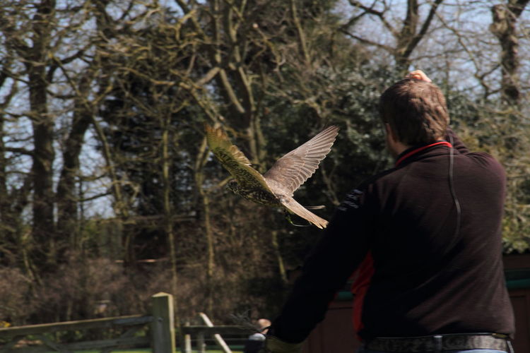 Rear view of man and harris hawk flying