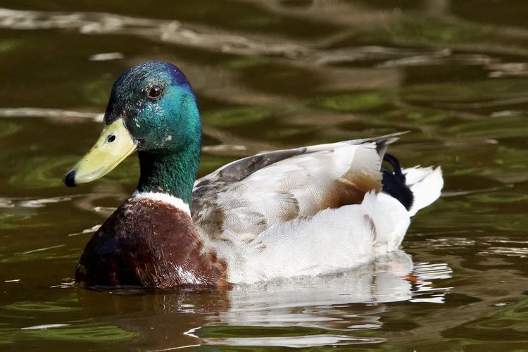 Close-up of mallard duck swimming in lake