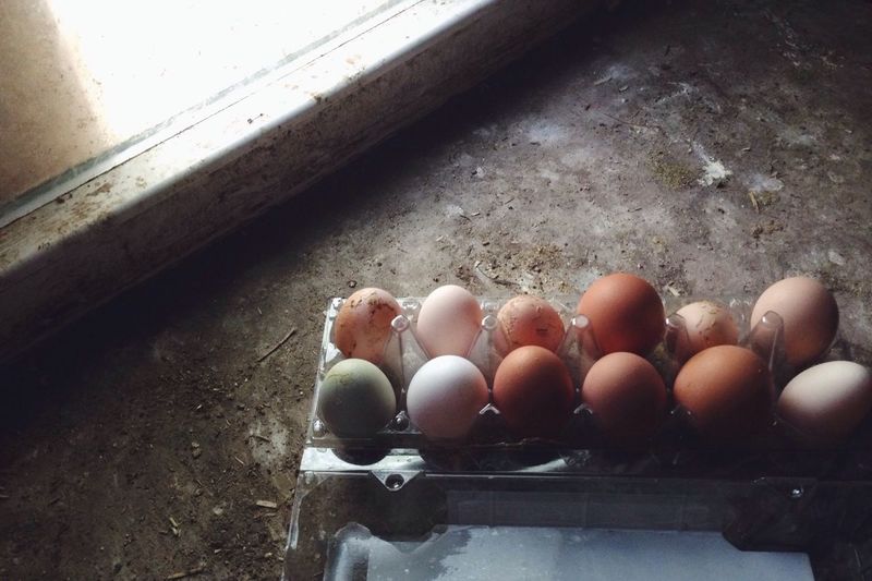egg