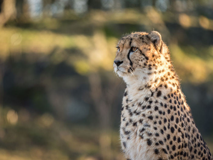 Close-up of cheetah looking away
