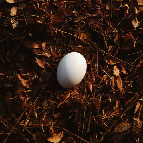 Directly above shot of egg on field