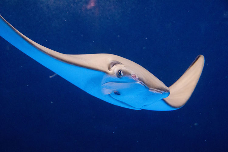 Close-up of stingray swimming in sea
