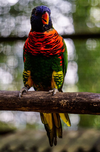 Close-up of parrot perching on branch