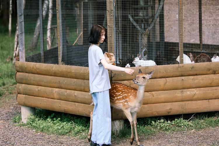 A girl feeding cute spotted deer bambi at petting zoo. baby fawn deer playing with people 