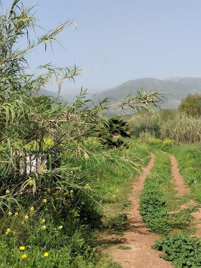 Plants growing on field against sky