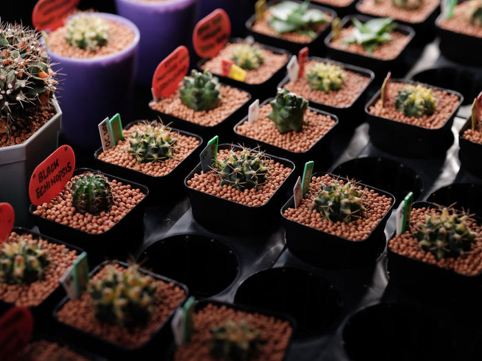 The miniature cactus farm being sold at local florist