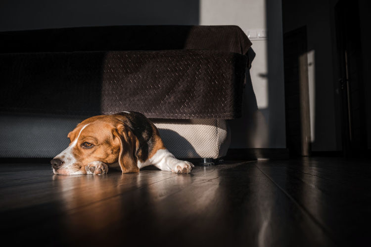 Beagle dog lies on the floor in the house, muzzle on the floor, sad, bored look