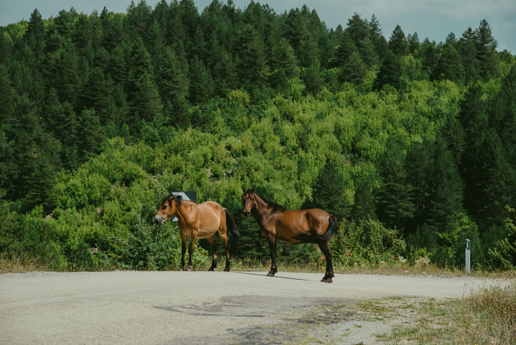 Horse standing on road