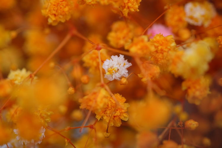 Close-up of yellow flowering plant during autumn