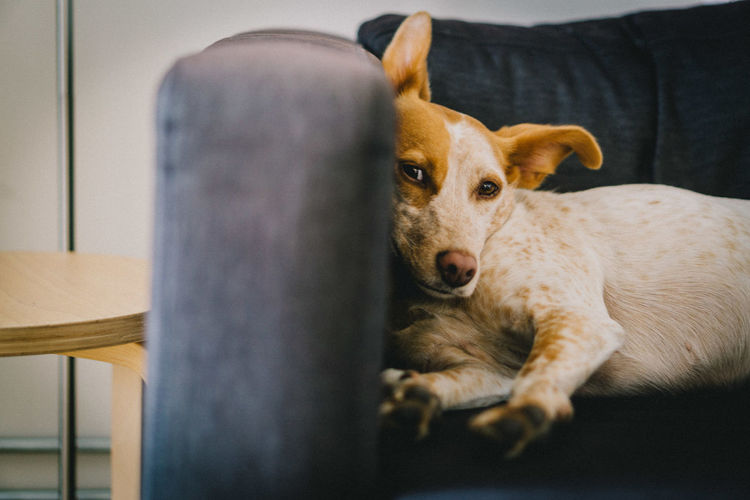 Portrait of dog sitting on seat at home