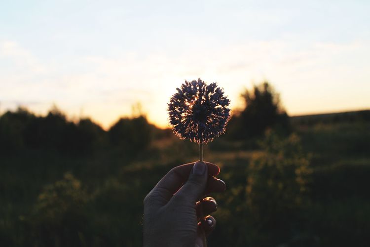Cropped hand of person holding dandelion against sky during sunset