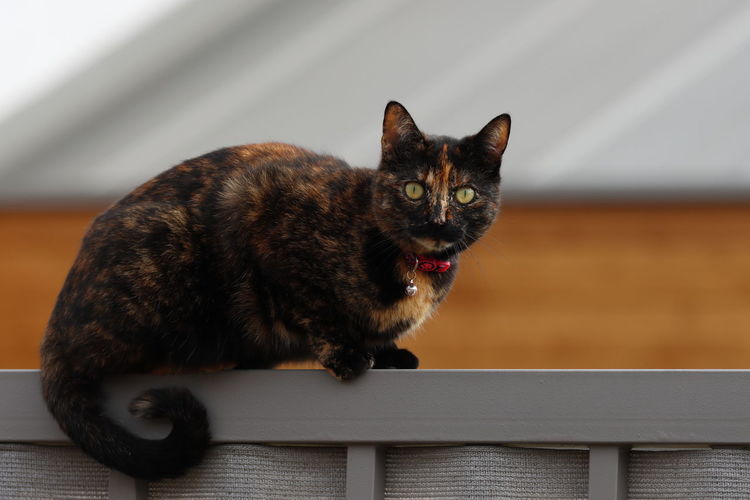 Portrait of a cat on fance 