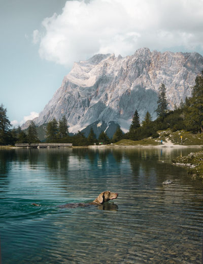 Side view of dog swimming in lake against mountain range