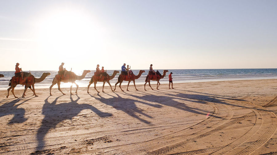 People riding camels on beach during sunny day