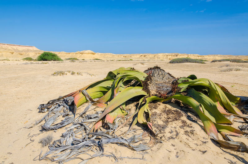 Close-up of welwitschia mirabilis plant on sand against clear sky, namib desert, angola, africa