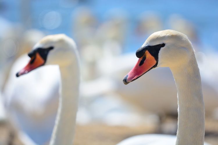 Close-up of swans swimming on lake
