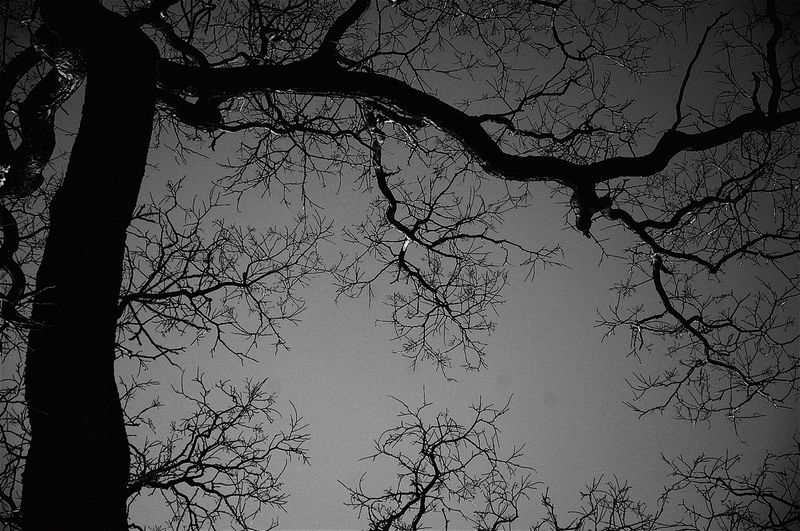 Low angle view of silhouette bare tree against sky