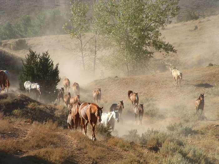 Horses on field against sky