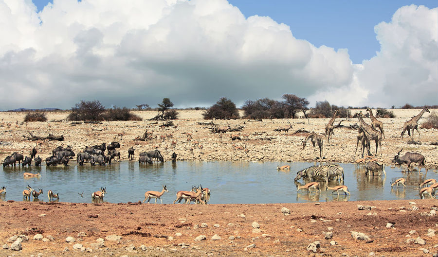 Animals in waterhole against cloudy sky at etosha national park