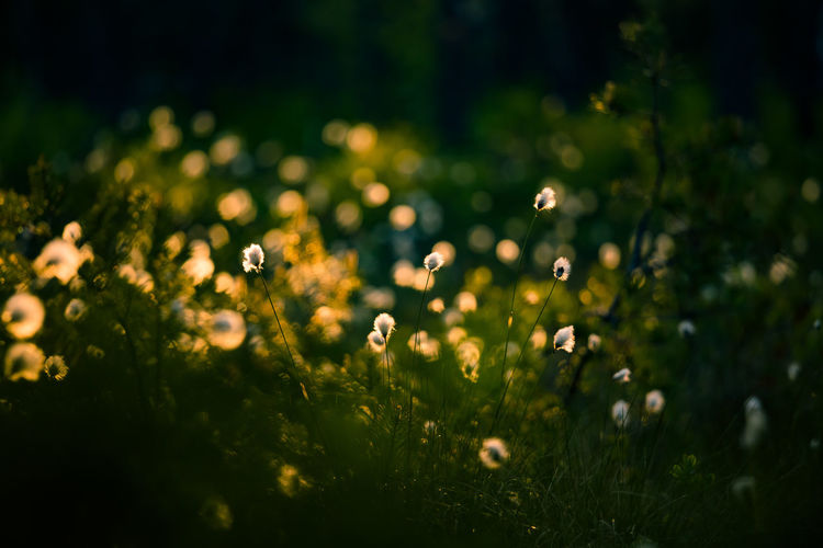 Beautiful white, fluffy cotton-grass heads in warm sunlight. wildflowers in the forest.
