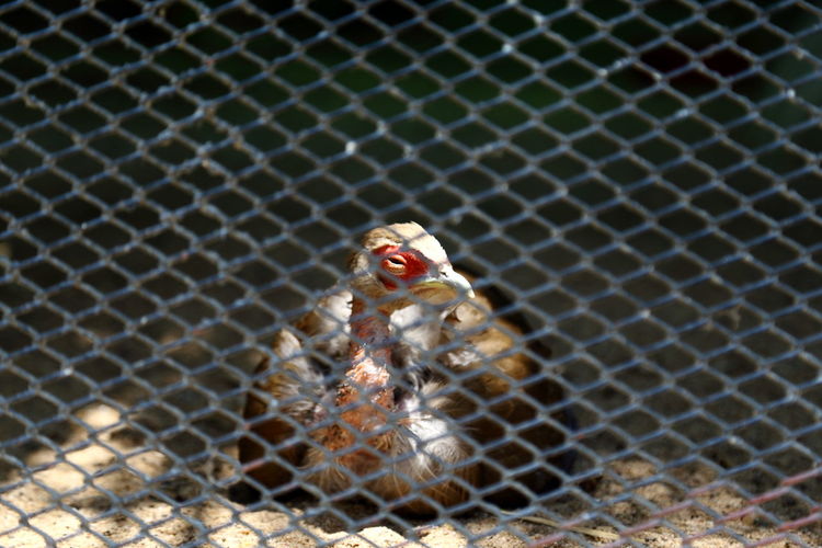 Close-up of bird in cage