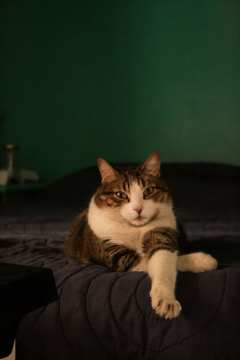 Close-up of cat sitting on sofa