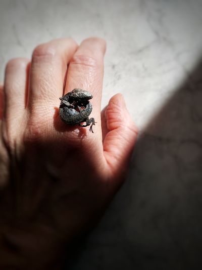 Close-up of hand holding ladybug