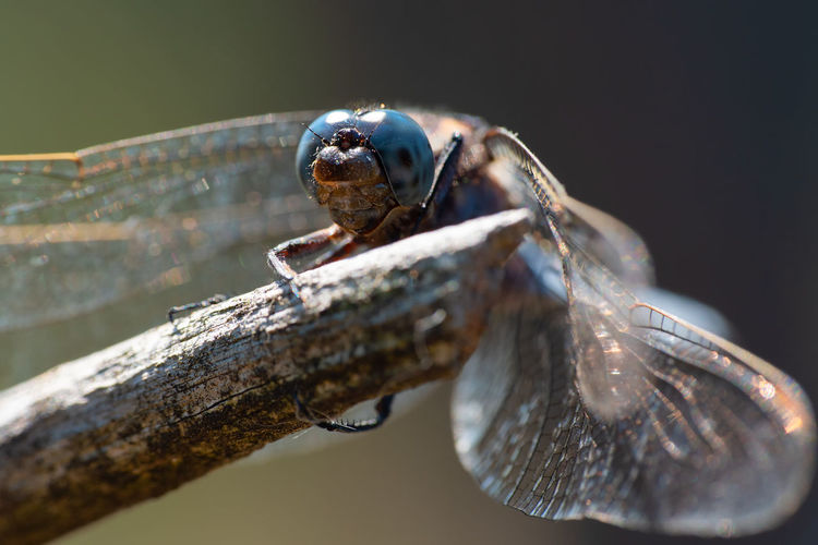 Close-up of a blue dragon fly