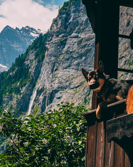 View of a dog sitting on mountain
