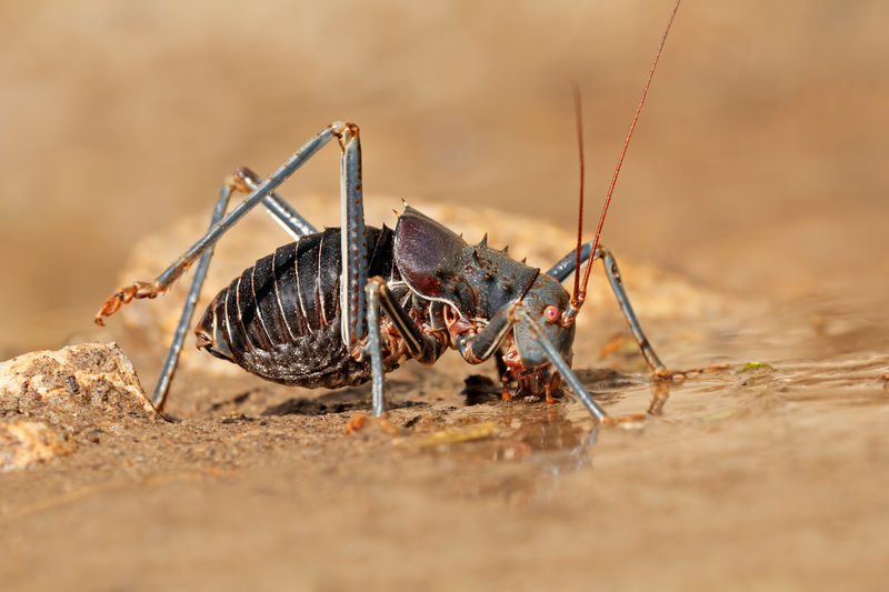 An african armoured ground cricket - family bradyporidae - drinking water, south africa