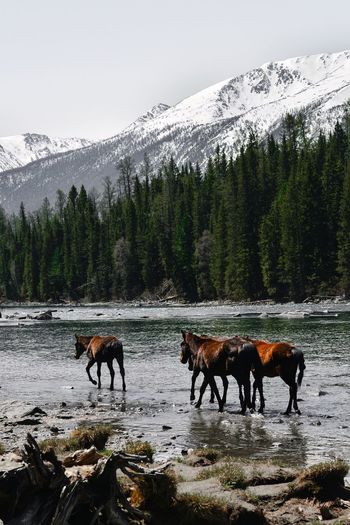 Horses strolled in the kanas lake.