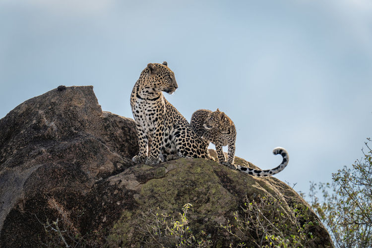 Cub stands staring at leopard on rock