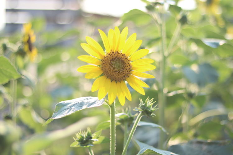 Close-up of sunflower growing outdoors