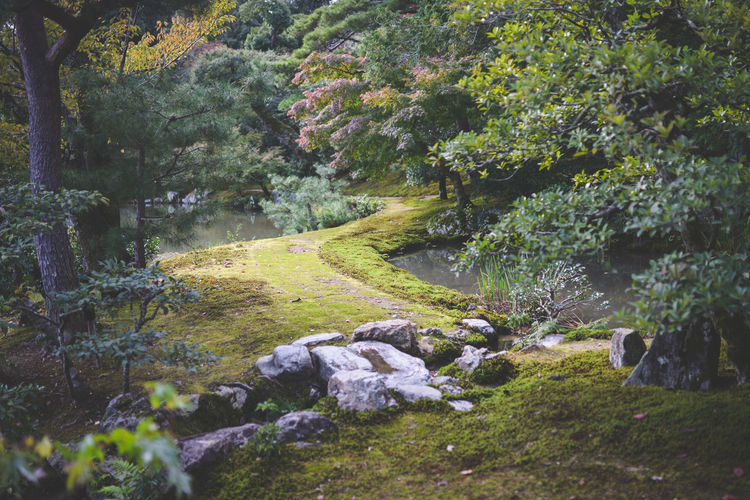 Japanese formal garden