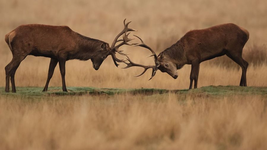 Stag fighting on grassy field