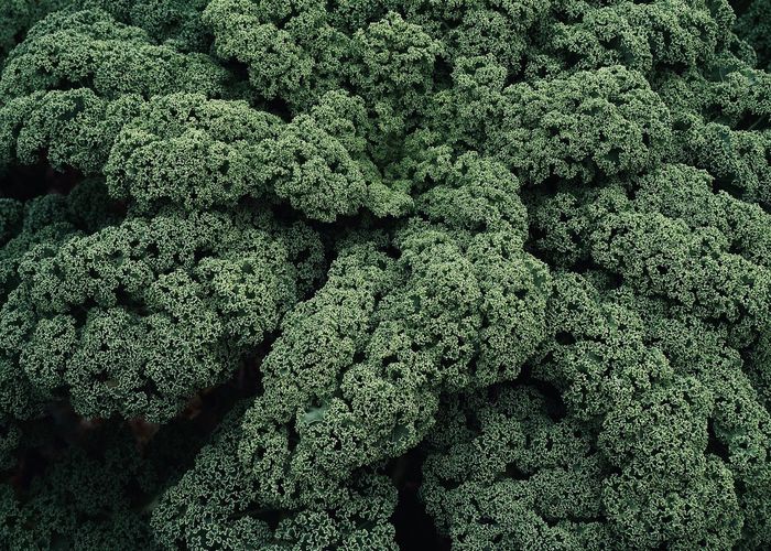 Full frame shot of plants