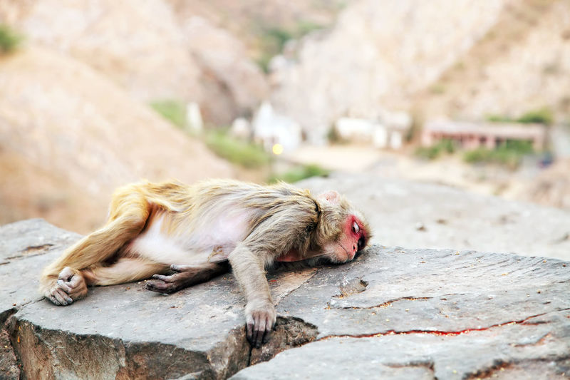 Monkey lying on rock at temple