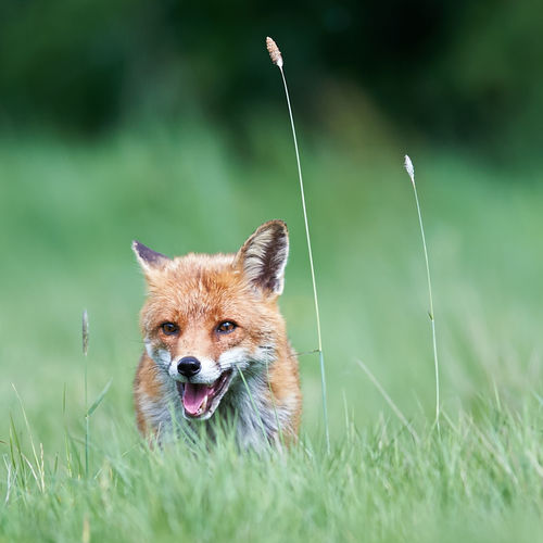Close-up of fox hiding in grass