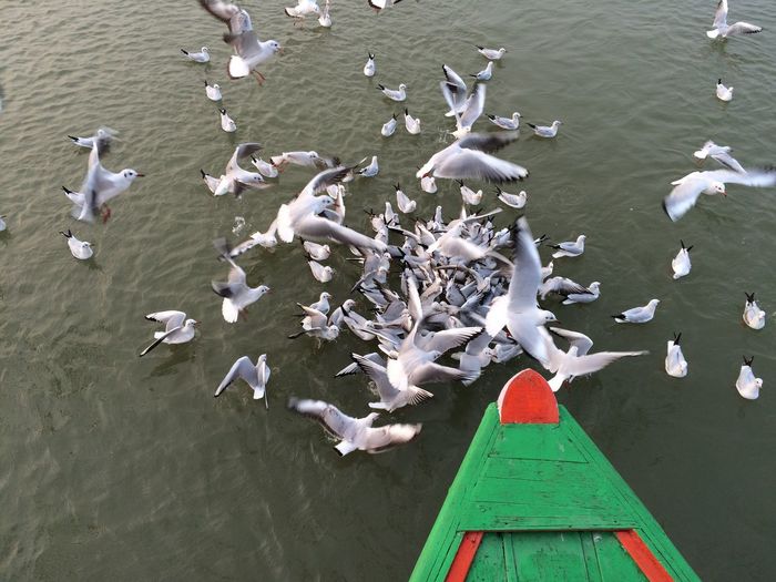Cropped image of boat moored in sea by seagulls