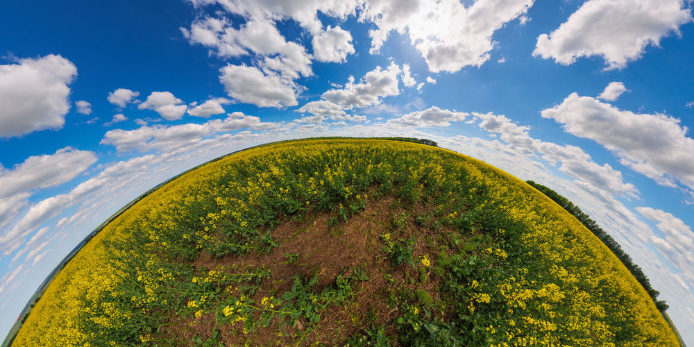 Panorama of summer day blossomong yellow rapseed colza field in hyperbolic projection