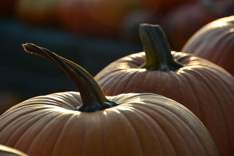 Close-up of pumpkins in row for sale at market