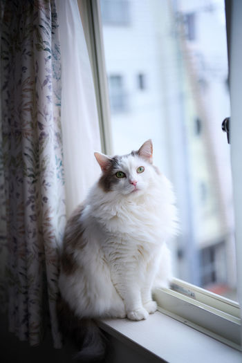 White cat sitting beside the window looking at camera