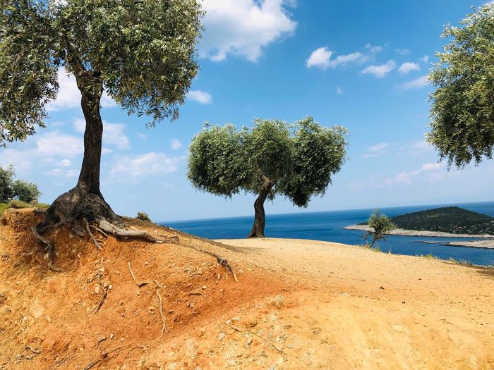 Scenic view of sea against sky and olive trees