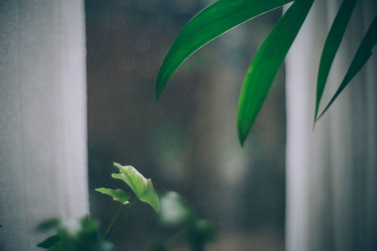 Close-up of fresh green plant against window