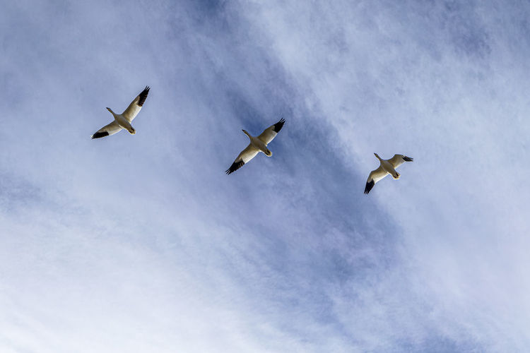 flying