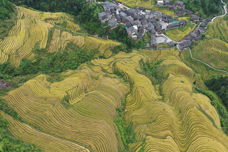 Scenic view of rice paddy