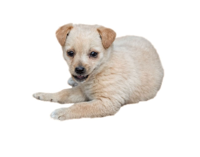 High angle view of a dog over white background