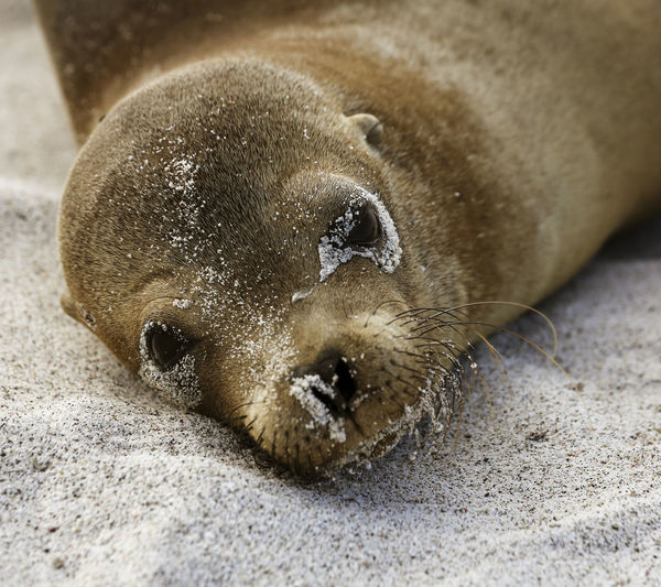 Close-up of an animal sleeping on sand