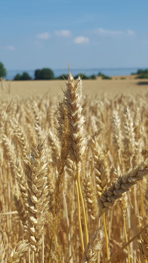Close-up of ear of wheat on field