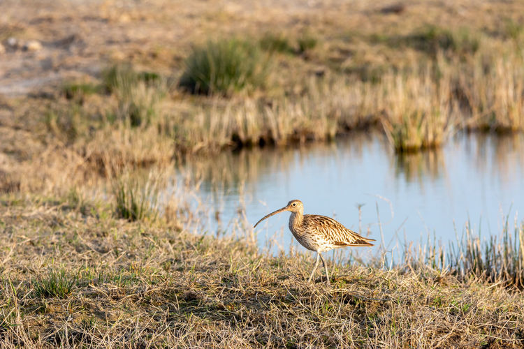 Eurasian curlew numenius arquata wading wetland in search of food in natural park of mallorca spain